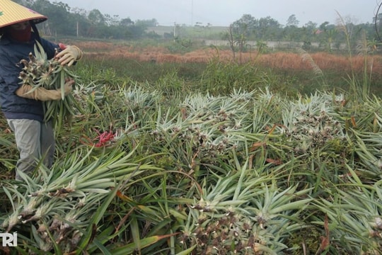 Dứa chết bất thường, nông dân mất hàng chục tỷ đồng