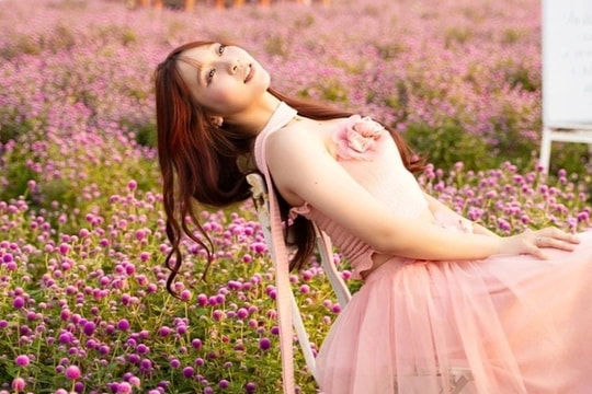 Vườn hoa bách nhật nở rộ đẹp như trời Âu ở Hà Nội