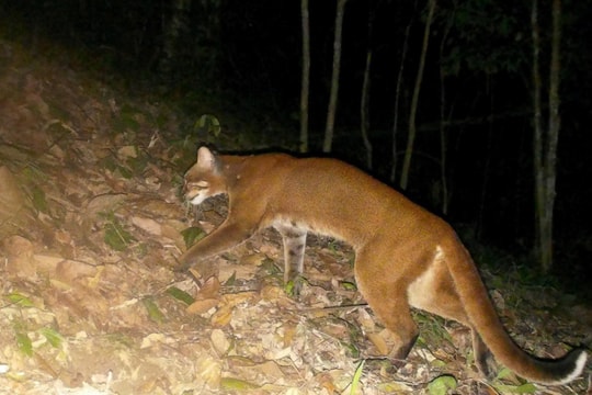 Bẫy ảnh phát hiện beo lửa đặc biệt quý hiếm ở Nghệ An