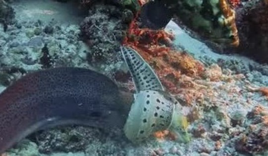 Rợn người cảnh "kẻ săn mồi đấu kẻ săn mồi" dưới đáy biển