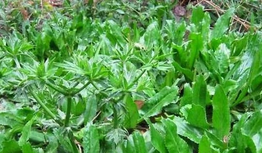Rau rẻ bèo “quét sạch mỡ máu”, từ lá đến rễ đều là thuốc quý
