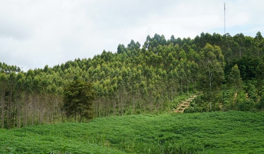 Thoát nghèo nhờ trồng rừng