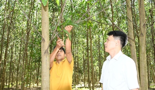 Điểm sáng mô hình trồng rừng chứng chỉ FSC ở Đồng Nai