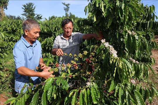 Cà phê được mùa, được giá