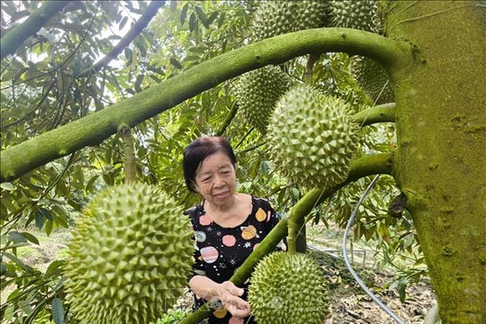 Thí điểm truy xuất nguồn gốc trái sầu riêng