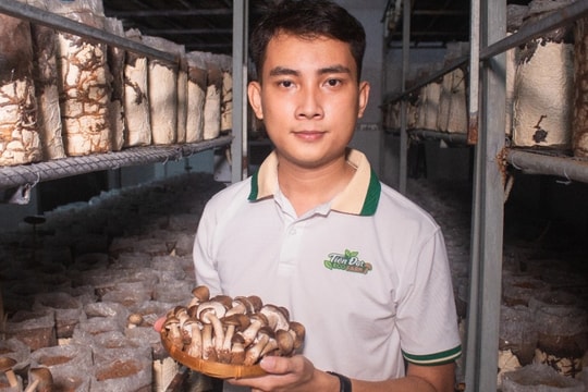 Cho nấm "ở" điều hòa suốt ngày đêm, chàng trai 9X kiếm bộn tiền mỗi tháng