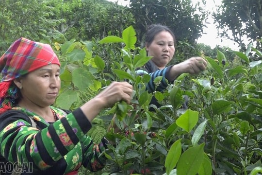 Từ chè Shan tuyết đến khoai sọ nương, Phình Hồ tìm lối thoát nghèo bền vững