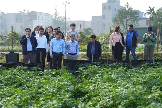 Ứng dụng sản phẩm sinh học và giải pháp quản lý sâu bệnh của Bayer trên cây khoai tây mang lại hiệu quả cao