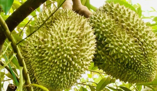 Thí điểm truy xuất nguồn gốc sầu riêng bằng tem do Bộ Công an phát hành