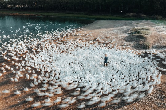 Đàn vịt Bắc Kinh khiến các tay máy đổ đến 'săn ảnh' ở Tây Ninh