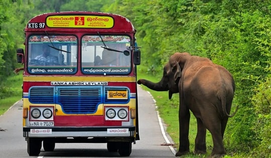 Ba người đàn ông thiêu sống voi rừng gây phẫn nộ