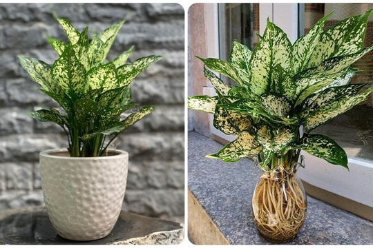 7 loại cây cảnh dễ trồng cho căn hộ thiếu ánh sáng