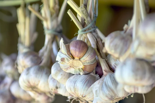 Sai lầm khi dùng tỏi gần như ai cũng mắc