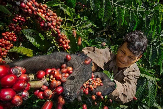 Giá cà phê trong nước giảm 9 phiên liên tiếp