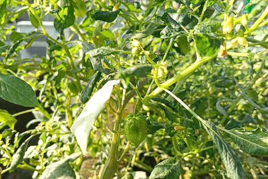 Rau tầm bóp hạ sốt, trị ho được không?