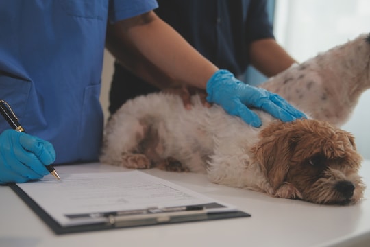 Chó lờ đờ, ủ rũ có lây bệnh dại không?