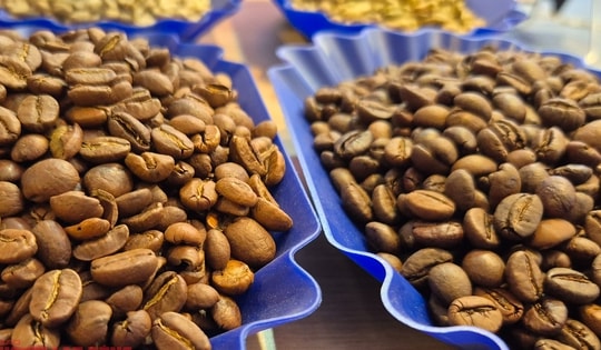 Giá cà phê hôm nay 20-12: Giảm phiên thứ 7, tiêu thụ cà phê tăng kỷ lục