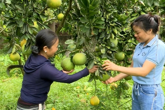Hơn 38 tỷ đồng vốn vay giúp phụ nữ xã Nậm Tăm phát triển kinh tế