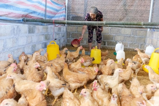 Nuôi gà thả đồi, người dân Kim Phượng từng bước thoát nghèo