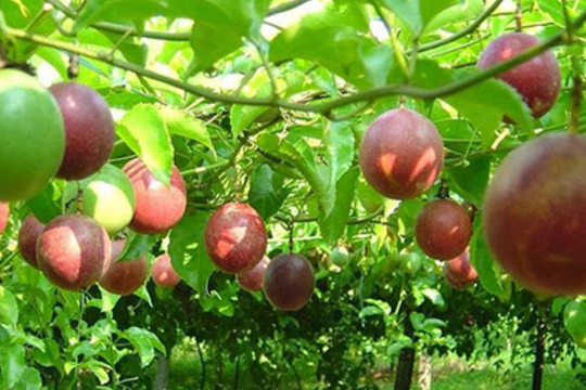 Xuất khẩu rau quả sang EU đạt mức cao nhất từ trước tới nay