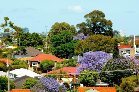 Gia chủ hầu tòa vì tự ý chặt cây quý trong sân nhà