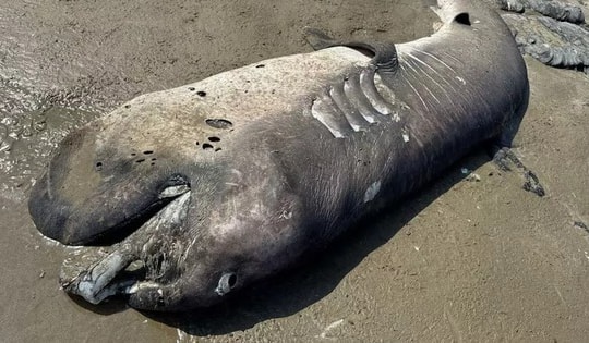 Phát hiện "quái vật" khổng lồ dài 4,3 mét dạt vào bờ biển