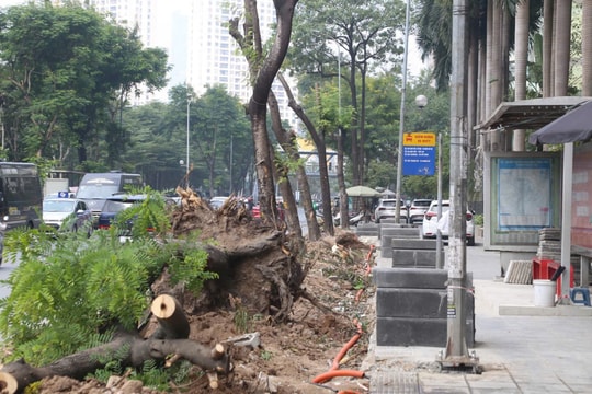 Hà Nội chặt cây, xén vỉa hè mở rộng tuyến phố giờ nào cũng tắc