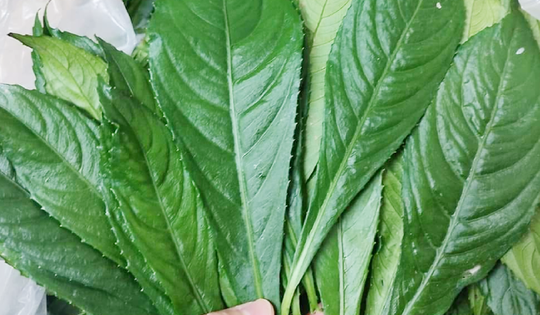 Công dụng không ngờ từ loại lá là gia vị phổ biến trong bếp người Việt