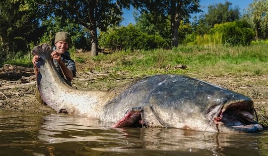 Cần thủ câu được con cá trê khổng lồ dài 2,64 mét trong hồ