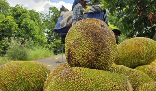 Thêm một loại trái cây phổ biến của Việt Nam được xuất khẩu chính ngạch sang Trung Quốc