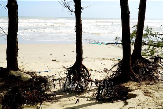 Nguy cơ sạt lở 'nuốt chửng' bãi biển Mỹ Khê