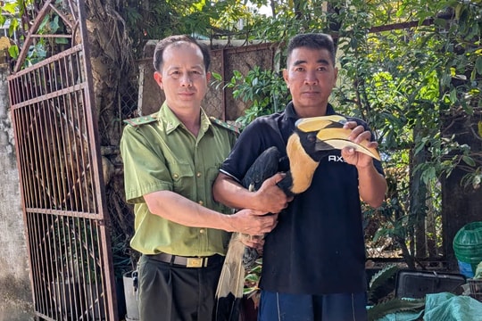 Người dân TP Hồ Chí Minh tự nguyện bàn giao chim hồng hoàng quý hiếm