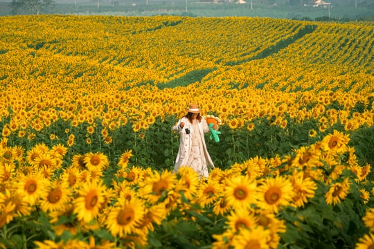 Cánh đồng hoa hướng dương bung nở ở Nghệ An