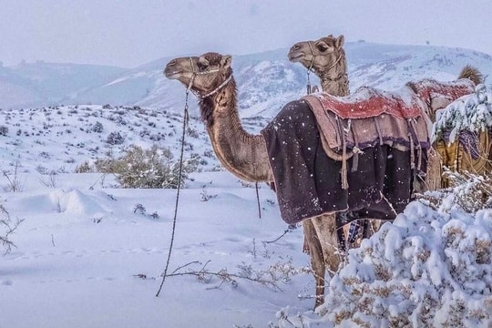 Trận tuyết 30 năm có một phủ trắng sa mạc Arab Saudi