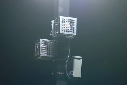 Siêu thị Mỹ bị cáo buộc lắp loa 'xua đuổi lao động nhập cư'