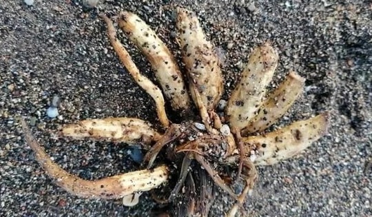 Loài cây cực độc trôi dạt vào bãi biển, chuyên gia cảnh báo