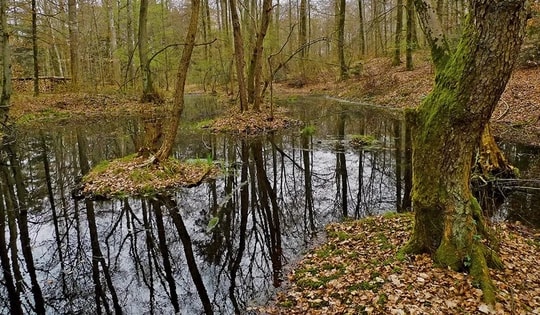 Phát hiện "kho báu" quý giá trong đầm lầy