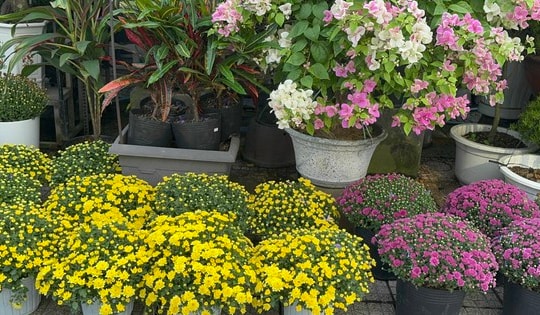 Người đi đường bất ngờ khi hoa kiểng Tết tràn ngập vỉa hè