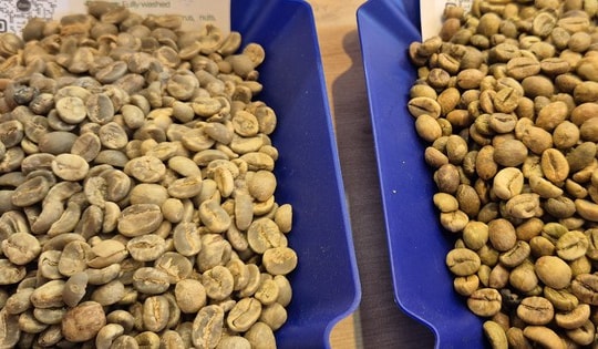 Giá cà phê hôm nay 23-12: Đồng loạt tăng mạnh