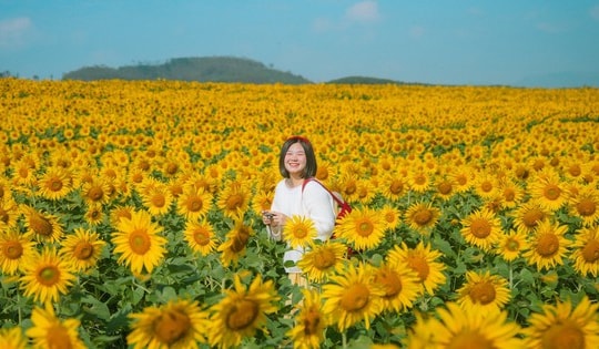 Cánh đồng hoa hướng dương cách Hà Nội 250 km, khách đi từ nửa đêm tới check-in