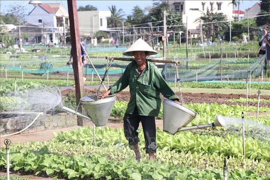 Làng rau Trà Quế xanh lại hy vọng mùa Tết