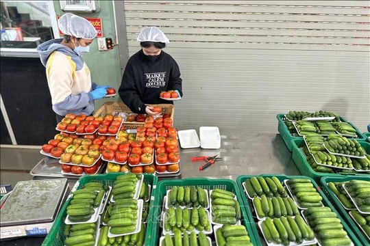 Lâm Đồng: Nguồn cung, giá rau củ dần ổn định sau mưa lũ