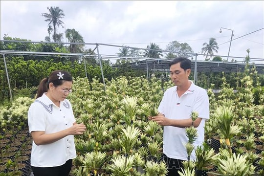 Nhiều thanh niên 'bỏ phố về quê' khởi nghiệp thành công