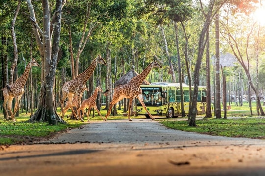 10 năm ghi dấu ấn của Vinpearl Safari Phú Quốc