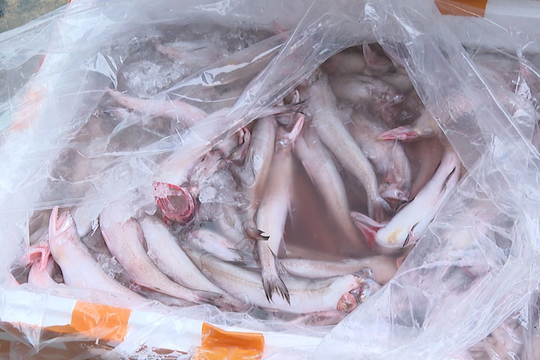 Làm thế nào nhận biết hải sản 'ngậm' hóa chất, formol?