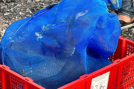 Gần một tấn rắn hổ mang chở trên xe khách