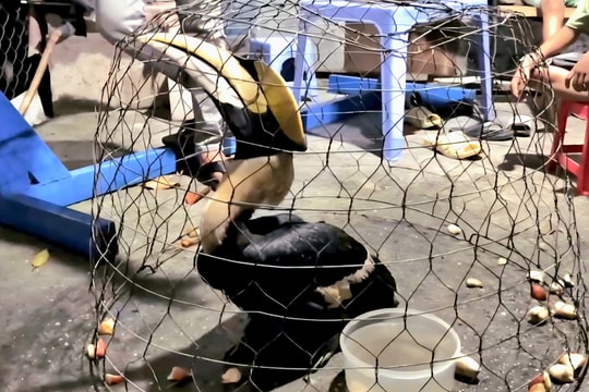 Chim hồng hoàng quý hiếm bay vào nhà dân ở TP HCM