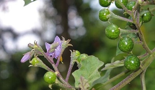 Loại quả mọc dại có vị đắng đặc trưng nay thành đặc sản, đặc biệt ngon khi nấu cùng thịt ba chỉ