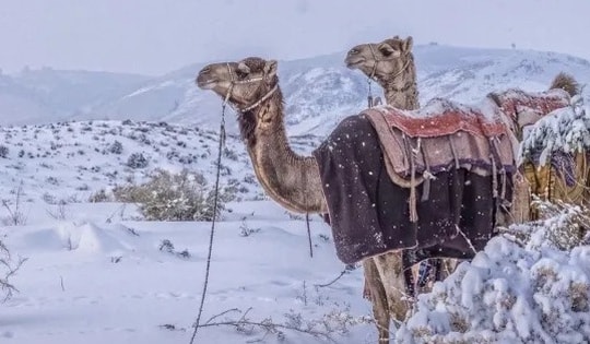 Thời tiết dị thường ở Trung Đông: Tuyết phủ sa mạc, Iran sơ tán 40.000 người