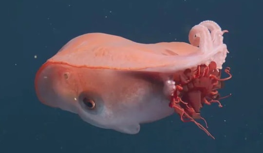 Sinh vật biển sâu khổng lồ "đáng sợ mà kỳ diệu" tái xuất